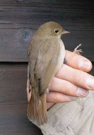 Image result for Luscinia sibilans