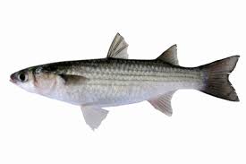 Image result for Mugil liza