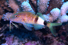 Image result for Parupeneus trifasciatus