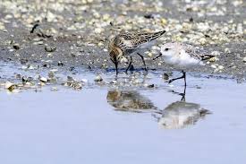 Attēlu rezultāti vaicājumam “Calidris alba”