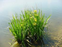 Attēlu rezultāti vaicājumam “Iris pseudacorus”