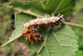 Attēlu rezultāti vaicājumam “Polygonia c-album larva”
