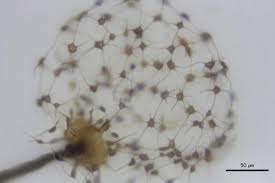 Attēlu rezultāti vaicājumam “Cribraria intricata”