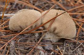 Attēlu rezultāti vaicājumam “Lycoperdon perlatum”