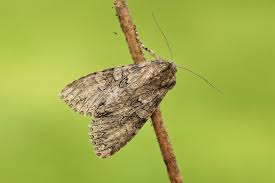 Attēlu rezultāti vaicājumam “Polia nebulosa”