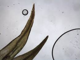 Attēlu rezultāti vaicājumam “Schistidium dupretii”