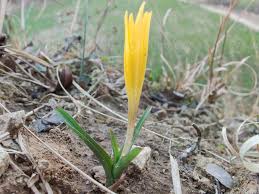 Attēlu rezultāti vaicājumam “Colchicum luteum”