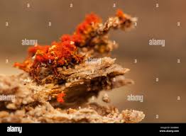 Attēlu rezultāti vaicājumam “Hemitrichia chrysospora macro”