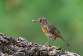 Attēlu rezultāti vaicājumam “Erithacus rubecula juvenile”