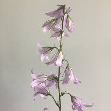 Image result for Campanula rapunculus