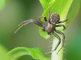 Attēlu rezultāti vaicājumam “Xysticus ulmi adult”