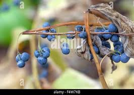 Attēlu rezultāti vaicājumam “Polygonatum odoratum fruit”