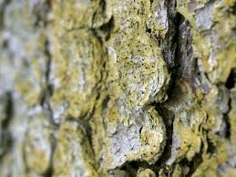 Attēlu rezultāti vaicājumam “Chaenotheca ferruginea”