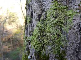 Attēlu rezultāti vaicājumam “Radula complanata sporophyte”