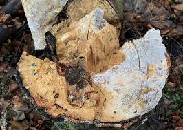 Attēlu rezultāti vaicājumam “Ceriporia”