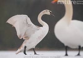 Attēlu rezultāti vaicājumam “Cygnus cygnus juvenile”