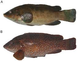 Image result for Labrus bergylta