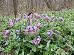 Attēlu rezultāti vaicājumam “Pulmonaria obscura”