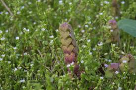 Attēlu rezultāti vaicājumam “Lamium purpureum flower”