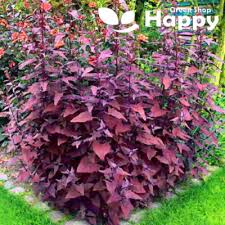 Image result for Atriplex hortensis