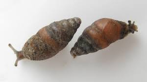 Attēlu rezultāti vaicājumam “Ena obscura”