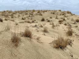 Attēlu rezultāti vaicājumam “Festuca arenaria”