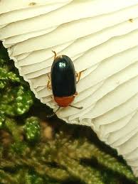 Attēlu rezultāti vaicājumam “Triplax aenea”