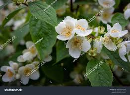 Attēlu rezultāti vaicājumam “Philadelphus coronarius flower”