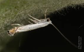 Attēlu rezultāti vaicājumam “Lyonetia prunifoliella”