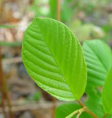 Attēlu rezultāti vaicājumam “Frangula alnus leaf”