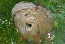 Living Wilderness - Bald-Faced Hornets' Nest (Vespula maculata)
