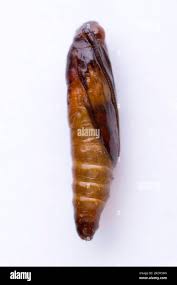 Attēlu rezultāti vaicājumam “Plodia interpunctella”