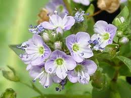 Attēlu rezultāti vaicājumam “Veronica anagallis-aquatica flower”