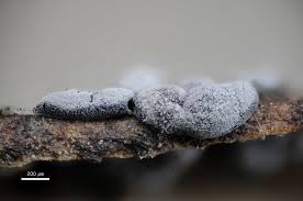 Attēlu rezultāti vaicājumam “Didymium difforme macro”