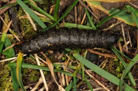 Attēlu rezultāti vaicājumam “Cucullia umbratica”