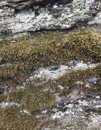 Attēlu rezultāti vaicājumam “Hedwigia ciliata sporophyte”
