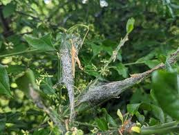 Attēlu rezultāti vaicājumam “Yponomeuta malinellus / cagnagella”