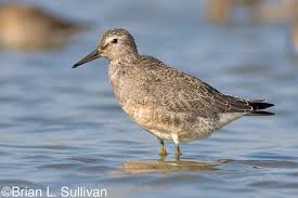 Attēlu rezultāti vaicājumam “Calidris canutus adult”