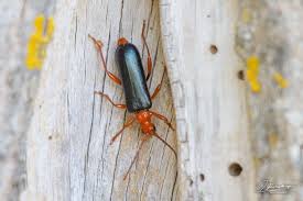 Attēlu rezultāti vaicājumam “Rhamnusium bicolor”