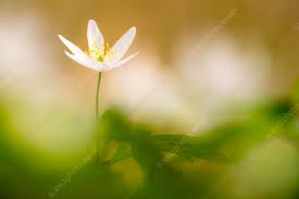 Attēlu rezultāti vaicājumam “Anemone nemorosa flower”