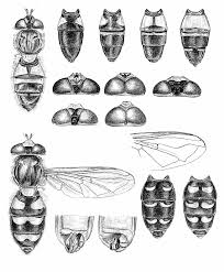 Attēlu rezultāti vaicājumam “Eupeodes nielseni”