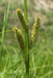 Attēlu rezultāti vaicājumam “Carex rostrata”