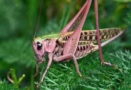 Attēlu rezultāti vaicājumam “Decticus verrucivorus”