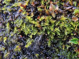 Attēlu rezultāti vaicājumam “Meesia triquetra”