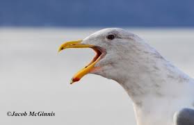 Image result for Wigan Seagulls