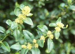Attēlu rezultāti vaicājumam “Buxus sempervirens flower”