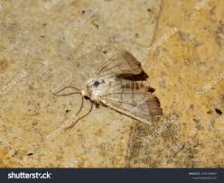 Attēlu rezultāti vaicājumam “Charanyca trigrammica”