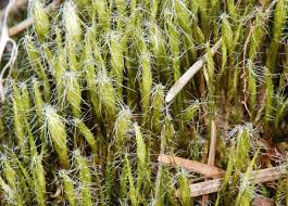 Attēlu rezultāti vaicājumam “Campylopus introflexus”