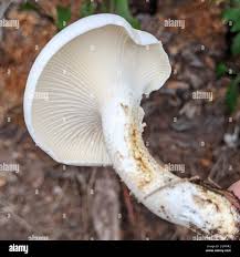 Attēlu rezultāti vaicājumam “Lentinus lepideus”