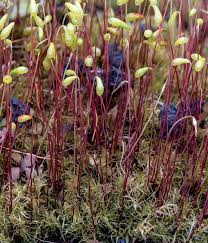 Attēlu rezultāti vaicājumam “Leptobryum pyriforme sporophyte”